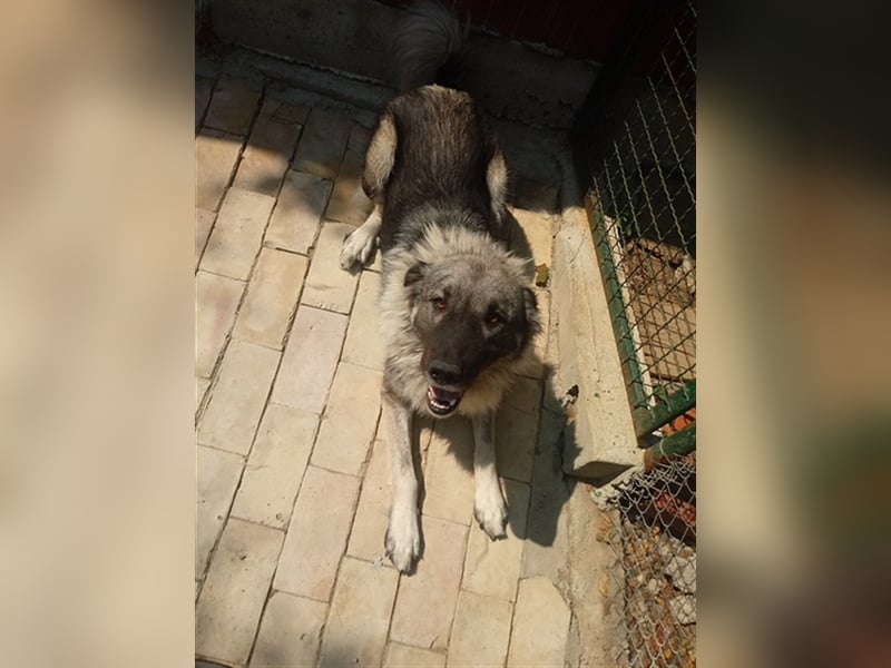 TEA, eine große Traummaus