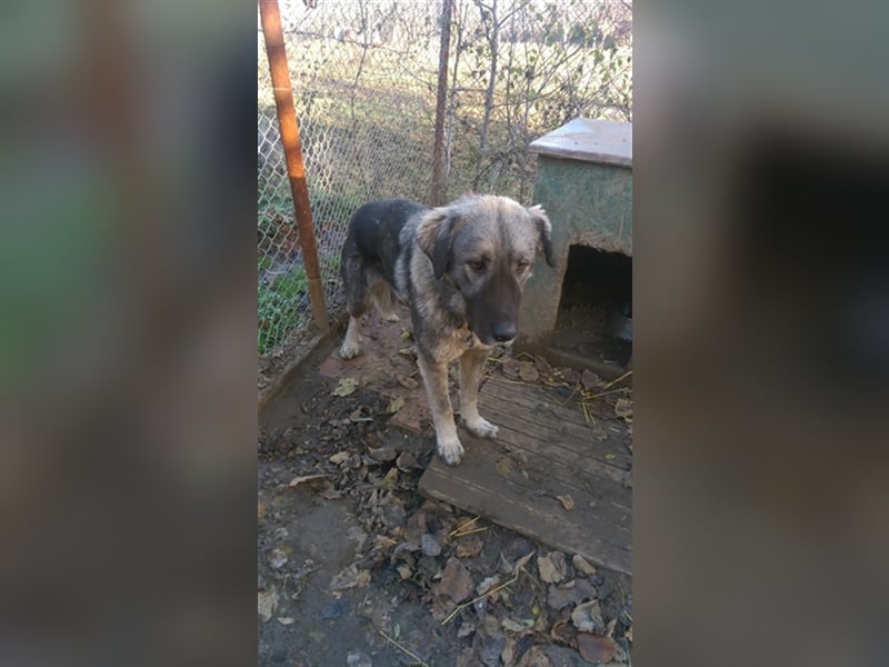 TEA, eine große Traummaus