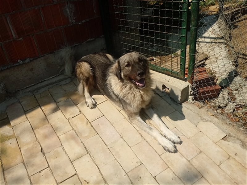 TEA, eine große Traummaus