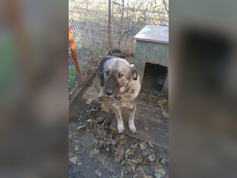 TEA, eine große Traummaus