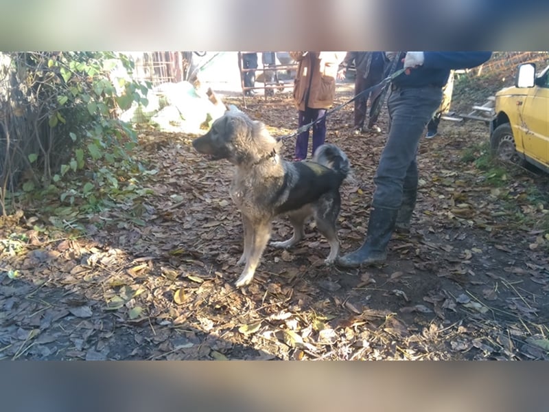 TEA, eine große Traummaus