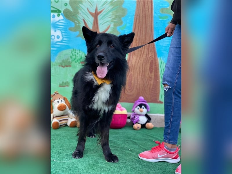 Jungle - ängstlicher MIxrüde sucht erfahrene Menschen