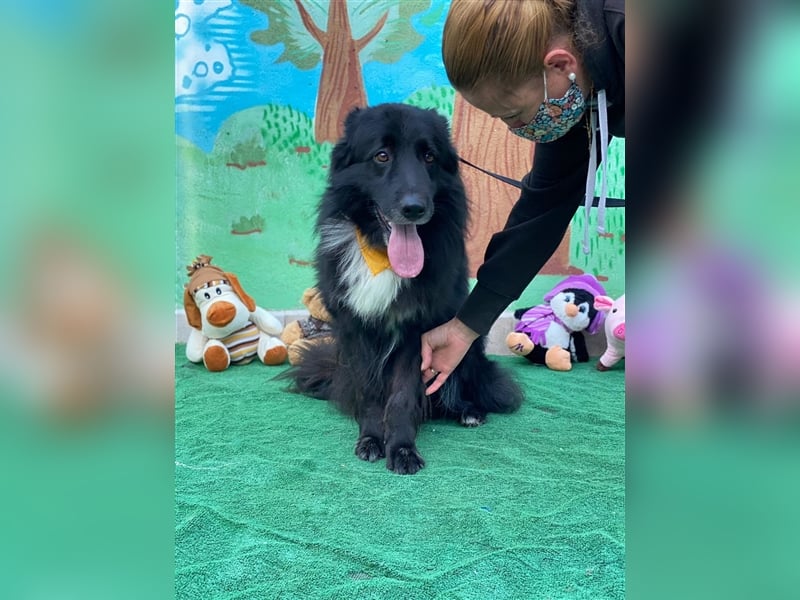 Jungle - ängstlicher MIxrüde sucht erfahrene Menschen