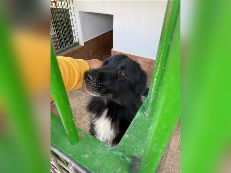 Jungle - ängstlicher MIxrüde sucht erfahrene Menschen