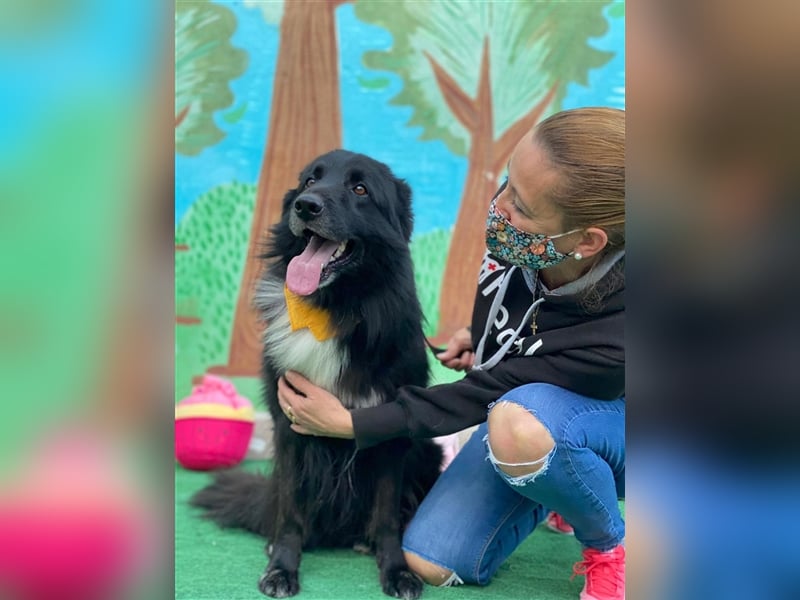 Jungle - ängstlicher MIxrüde sucht erfahrene Menschen