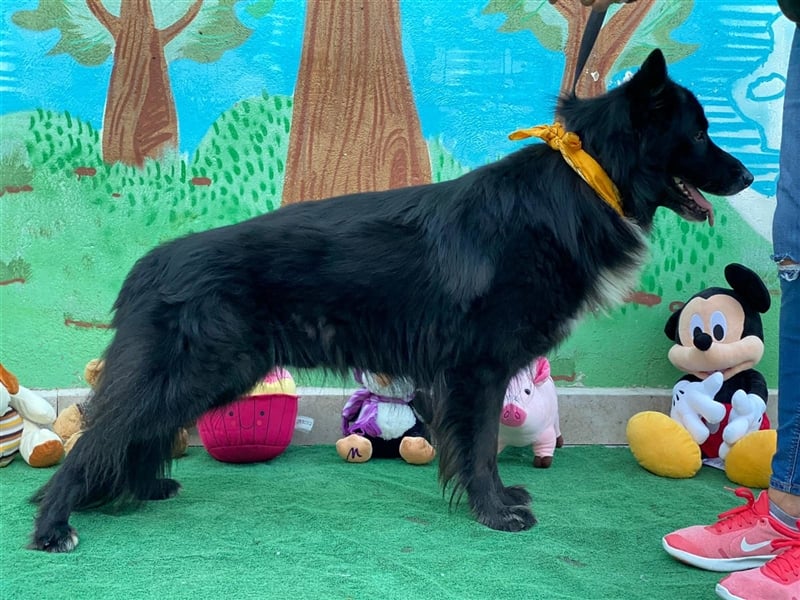 Jungle - ängstlicher MIxrüde sucht erfahrene Menschen