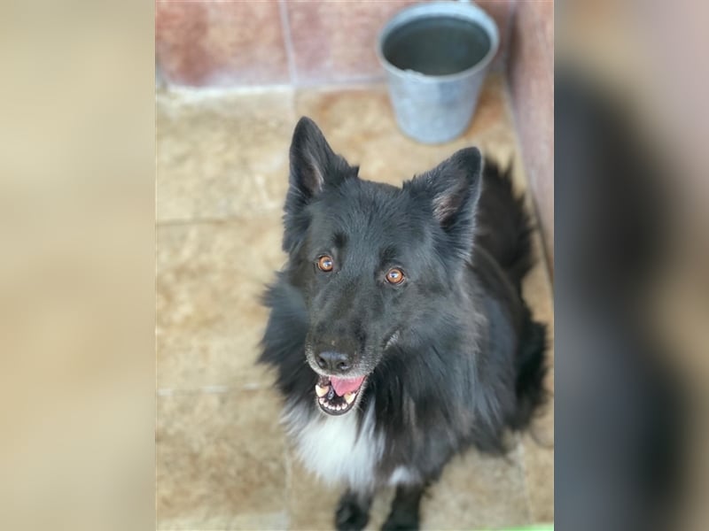 Jungle - ängstlicher MIxrüde sucht erfahrene Menschen