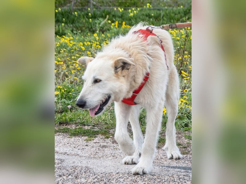 Obelix – ein tapferer Bursche