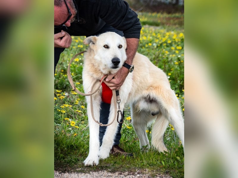 Obelix – ein tapferer Bursche