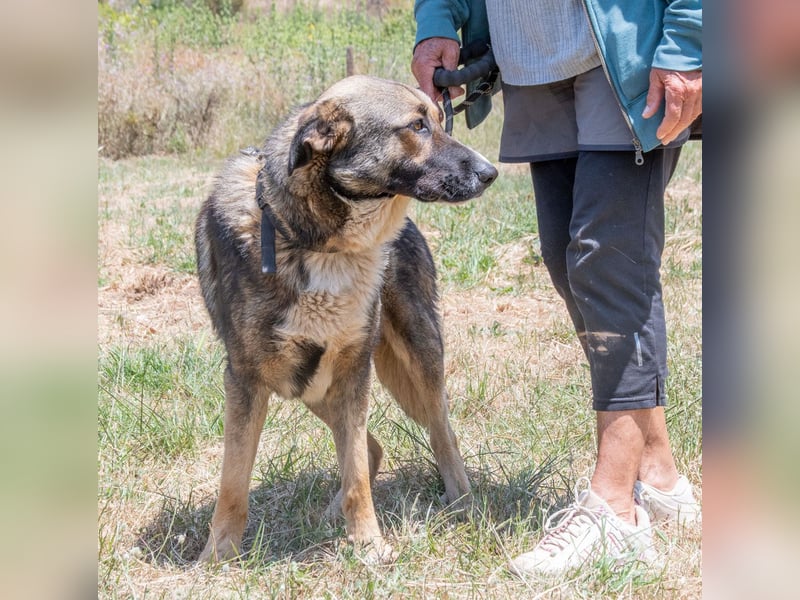 Angelo - ein sanfter Gefährte