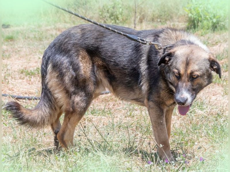 Angelo - ein sanfter Gefährte