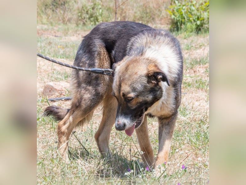 Angelo - ein sanfter Gefährte