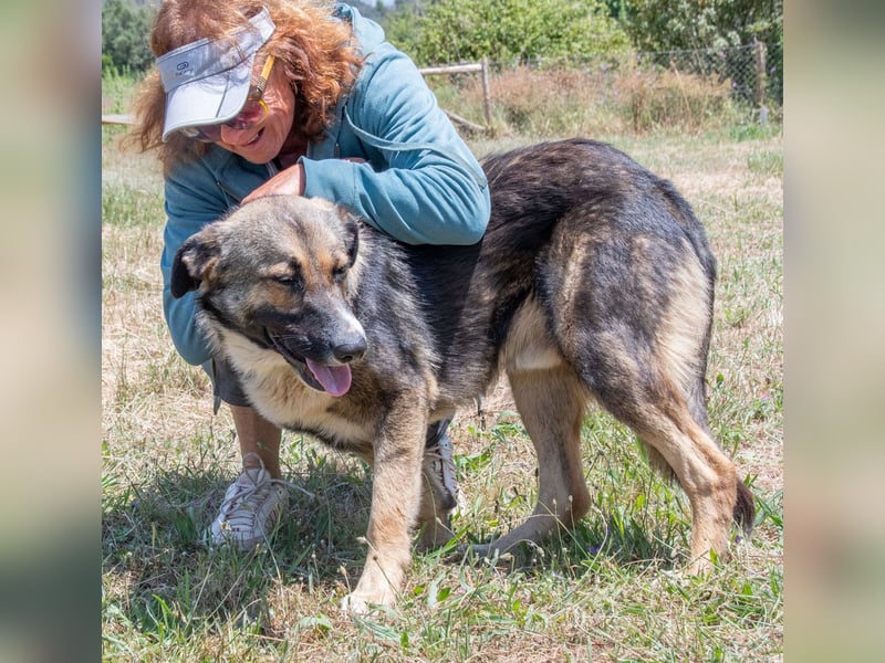 Angelo - ein sanfter Gefährte