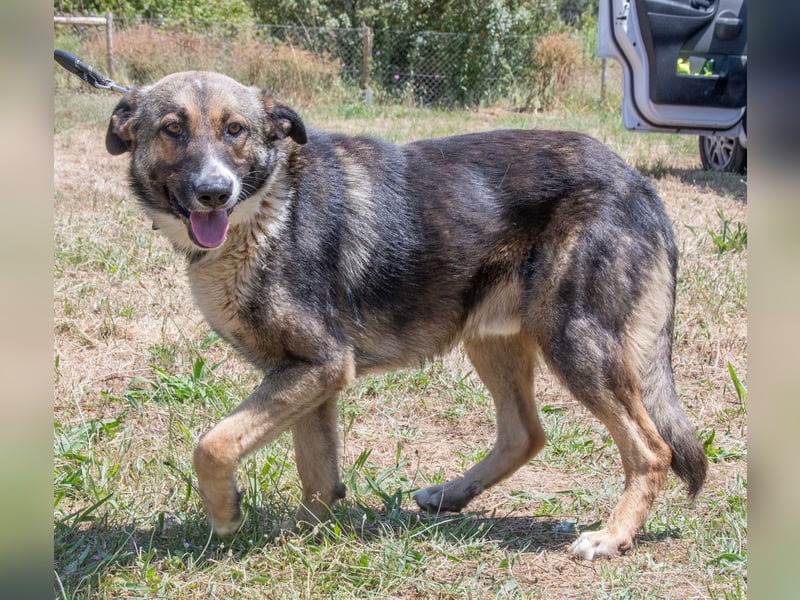 Angelo - ein sanfter Gefährte