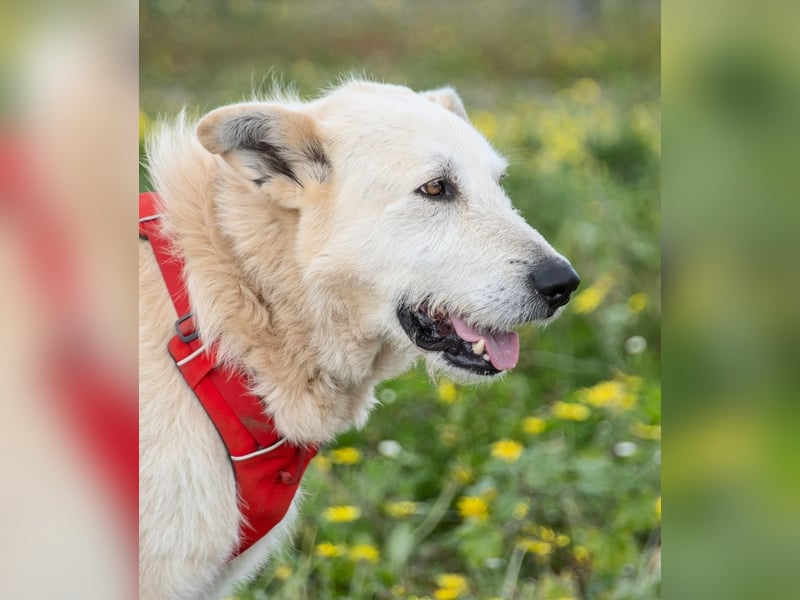 Obelix – ein tapferer Bursche