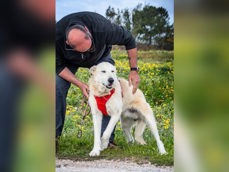 Obelix – ein tapferer Bursche