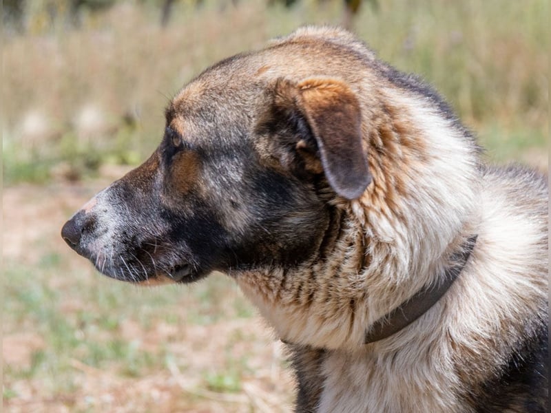 Angelo - ein sanfter Gefährte