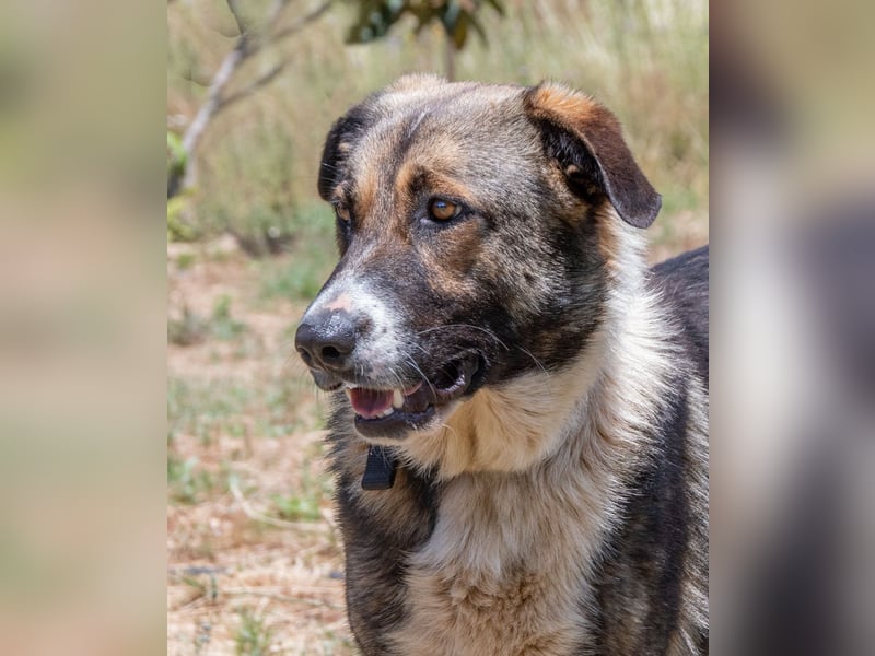 Angelo - ein sanfter Gefährte