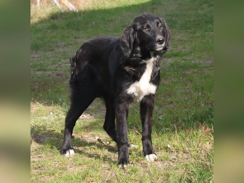 Lilly - Familienglück gesucht