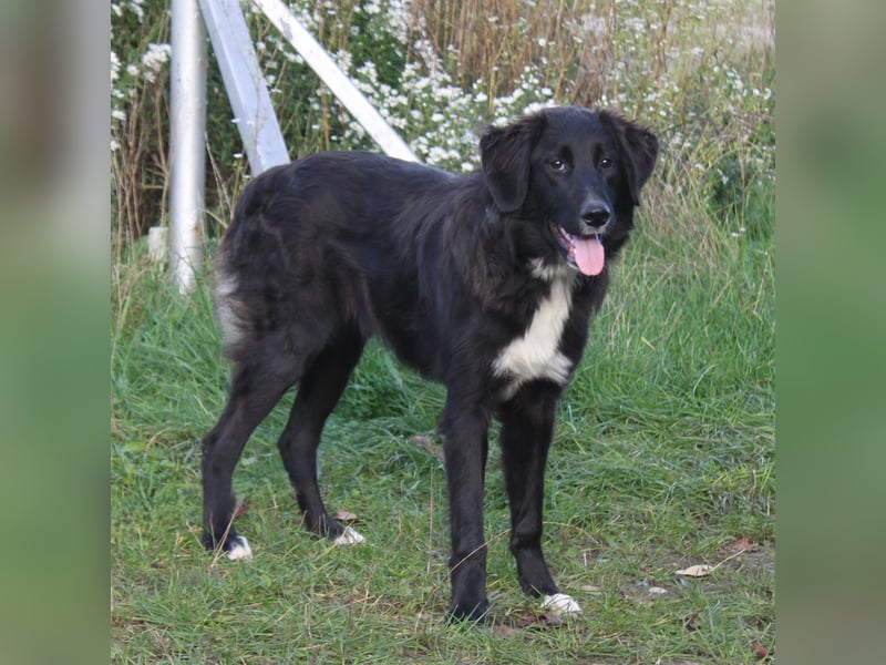 Lilly - Familienglück gesucht