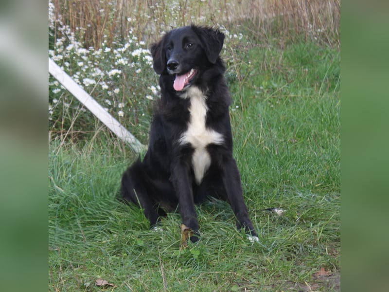 Lilly - Familienglück gesucht