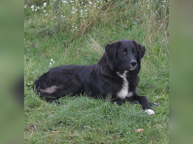 Lilly - Familienglück gesucht