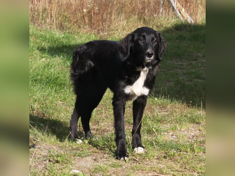 Lilly - Familienglück gesucht