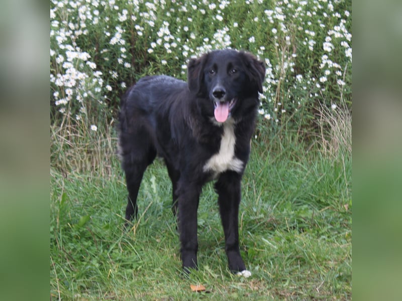 Lilly - Familienglück gesucht