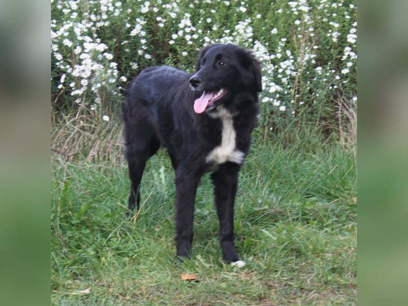Lilly - Familienglück gesucht