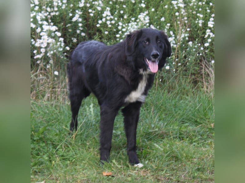 Lilly - Familienglück gesucht