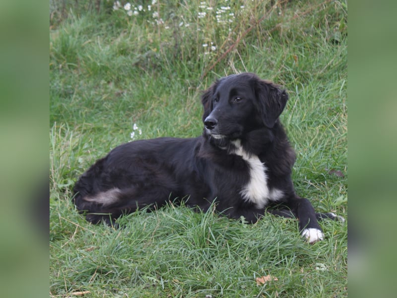 Lilly - Familienglück gesucht