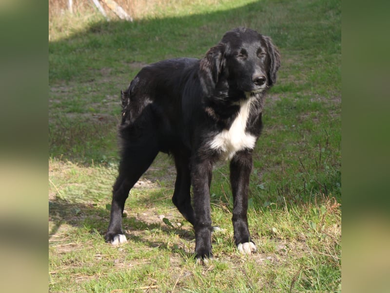 Lilly - Familienglück gesucht