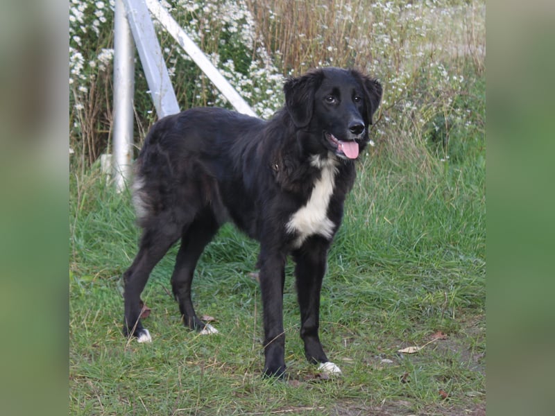 Lilly - Familienglück gesucht