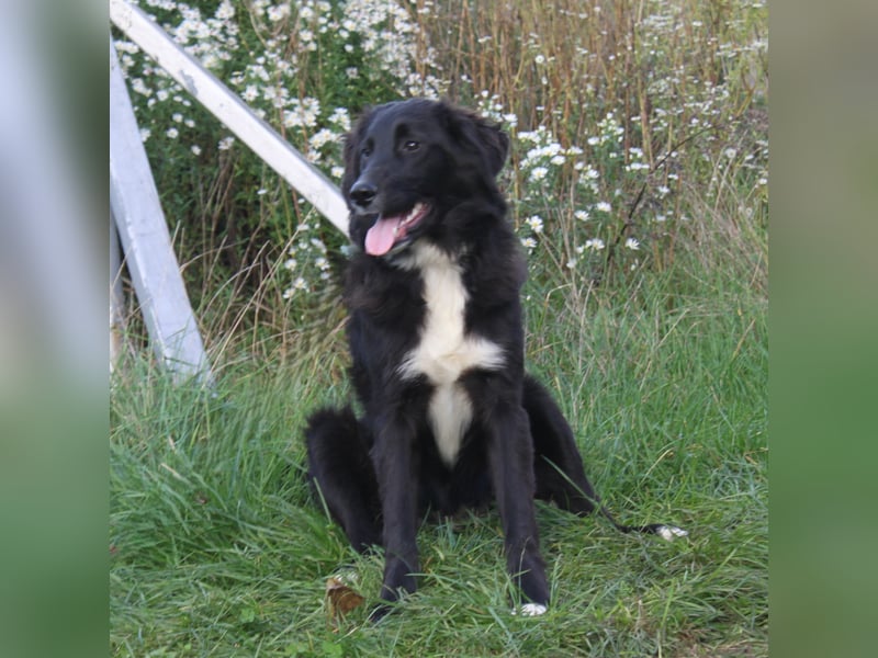 Lilly - Familienglück gesucht