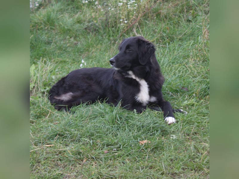 Lilly - Familienglück gesucht