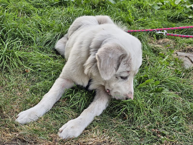 Hund Rüde super lieb Tierschutz
