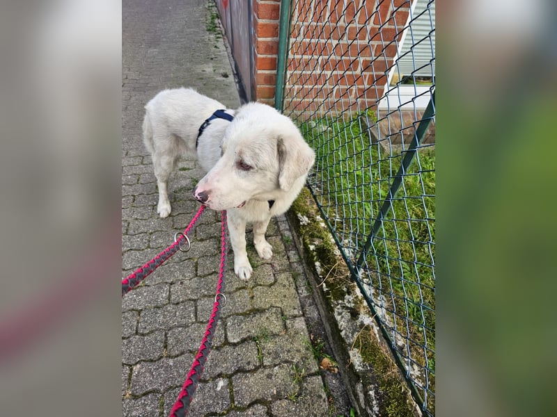 Hund Rüde super lieb Tierschutz