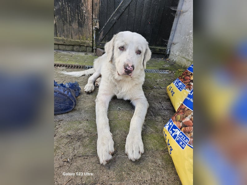 Hund Rüde super lieb Tierschutz