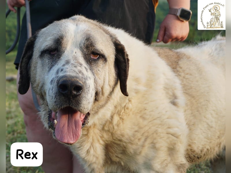 Rex – die sanfte Treue eines alten Gefährten!