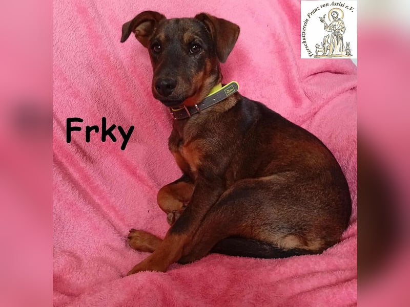 Frky – Lebensfroh, schlau und voller Ideen! Frky – Lebensfroh, schlau und voller Ideen!
