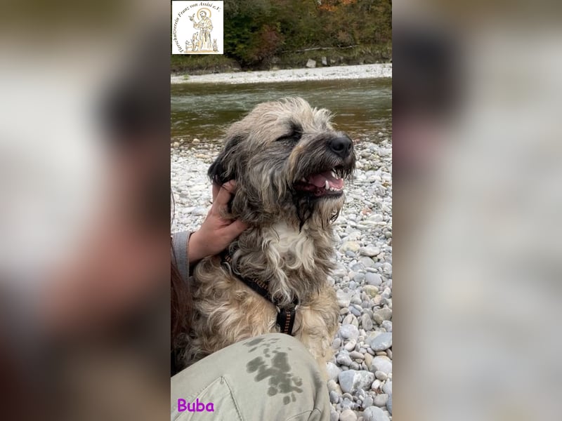 Buba – das genügsame Hundemädchen