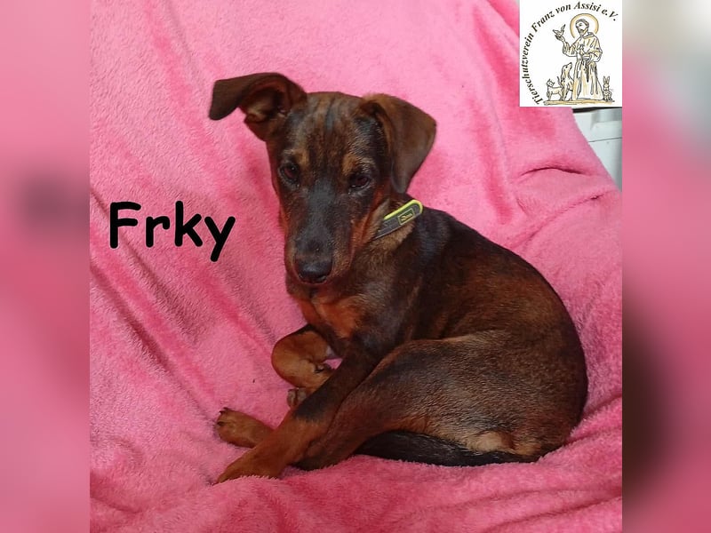 Frky – Lebensfroh, schlau und voller Ideen! Frky – Lebensfroh, schlau und voller Ideen!