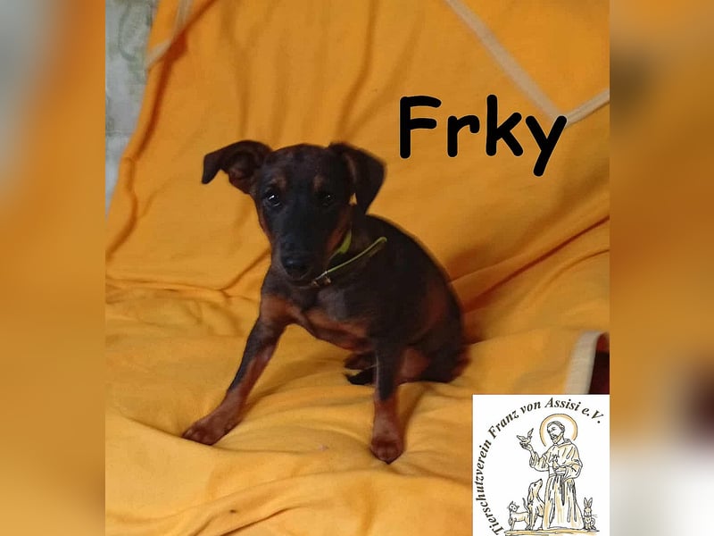 Frky – Lebensfroh, schlau und voller Ideen! Frky – Lebensfroh, schlau und voller Ideen!
