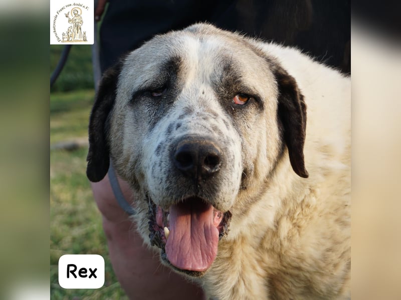 Rex – die sanfte Treue eines alten Gefährten!