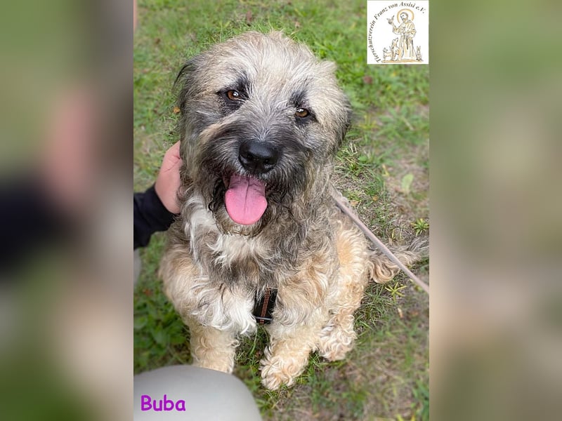 Buba – das genügsame Hundemädchen