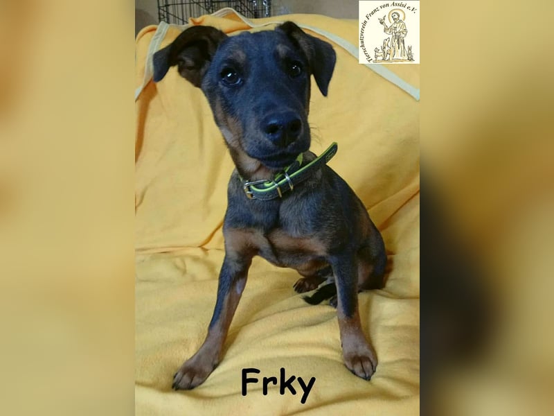 Frky – Lebensfroh, schlau und voller Ideen! Frky – Lebensfroh, schlau und voller Ideen!
