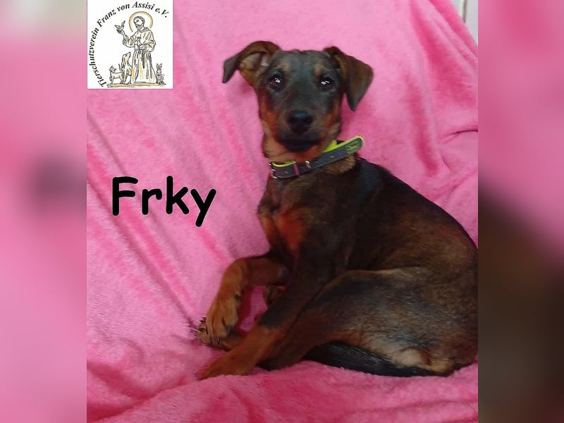 Frky – Lebensfroh, schlau und voller Ideen! Frky – Lebensfroh, schlau und voller Ideen!