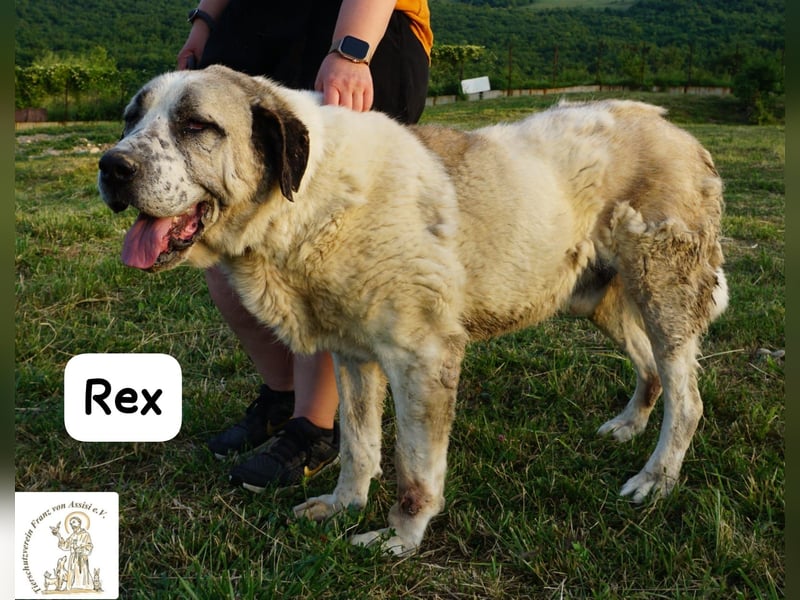 Rex – die sanfte Treue eines alten Gefährten!