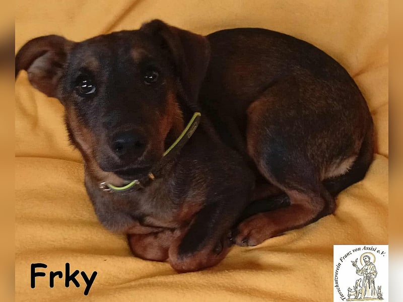Frky – Lebensfroh, schlau und voller Ideen! Frky – Lebensfroh, schlau und voller Ideen!
