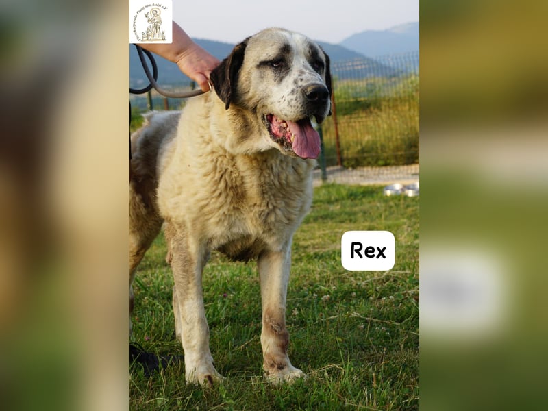Rex – die sanfte Treue eines alten Gefährten!